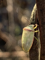 Piezodorus guildinii