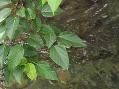 Ficus variegata garciae