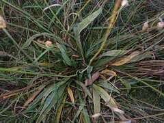 Golovinomyces sordidus