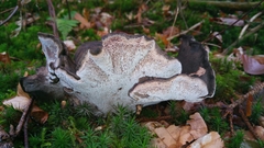 Boletopsis leucomelaena