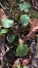 Packera obovata