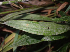 Golovinomyces sordidus