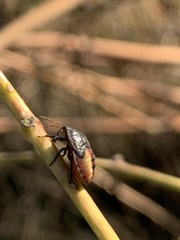 Piezodorus guildinii