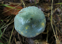 Stropharia aeruginosa