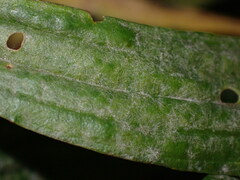 Golovinomyces sordidus