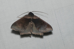 Crithote pallivaga