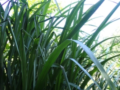 Miscanthus