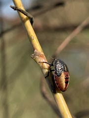 Piezodorus guildinii