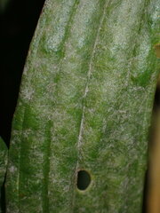 Golovinomyces sordidus