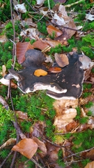 Boletopsis leucomelaena