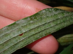 Golovinomyces sordidus