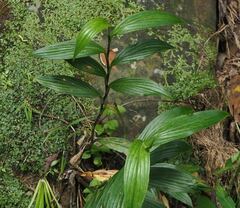 Tricyrtis formosana