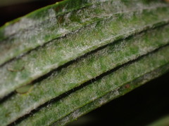 Golovinomyces sordidus