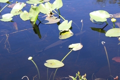 Lepisosteus platyrhincus