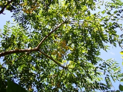 Aralia bipinnata