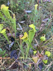 Sarracenia alata