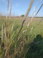 Andropogon ternarius