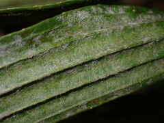 Golovinomyces sordidus