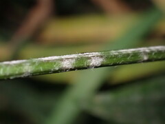 Golovinomyces sordidus