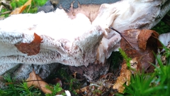 Boletopsis leucomelaena