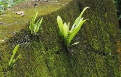 Microsorum punctatum