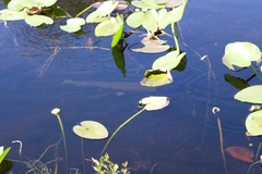 Lepisosteus platyrhincus