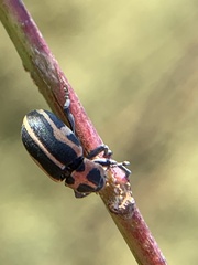 Eudiagogus pulcher