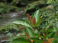 Ficus benguetensis