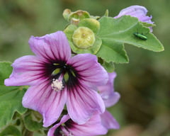 Malva