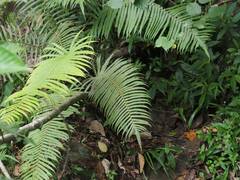 Sphaerostephanos taiwanensis