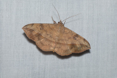 Anticarsia irrorata