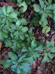 Pachysandra terminalis