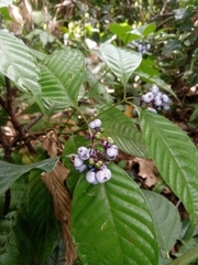 Palicourea acuminata