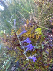 Lobelia reverchonii