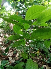 Palicourea acuminata