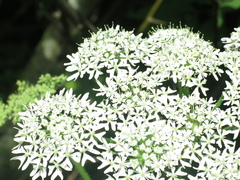 Heracleum mantegazzianum