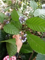 Palicourea acuminata