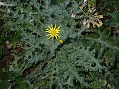 Senecio vernalis