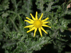 Senecio vernalis