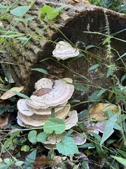 Trametes cubensis
