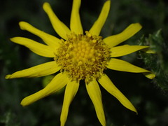 Senecio vernalis