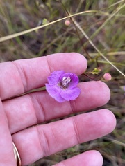 Agalinis edwardsiana