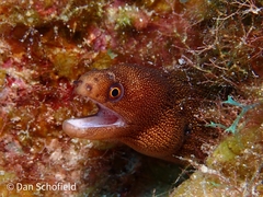 Gymnothorax miliaris