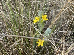 Hypoxis multiceps