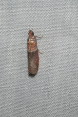 Ptyomaxia swinhoeella