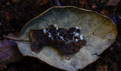 Mycena quercus-ilicis