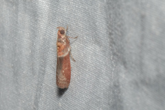 Ptyomaxia swinhoeella