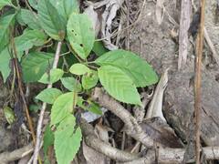 Maesa perlaria formosana