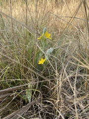 Hypoxis multiceps