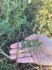 Desmanthus leptolobus